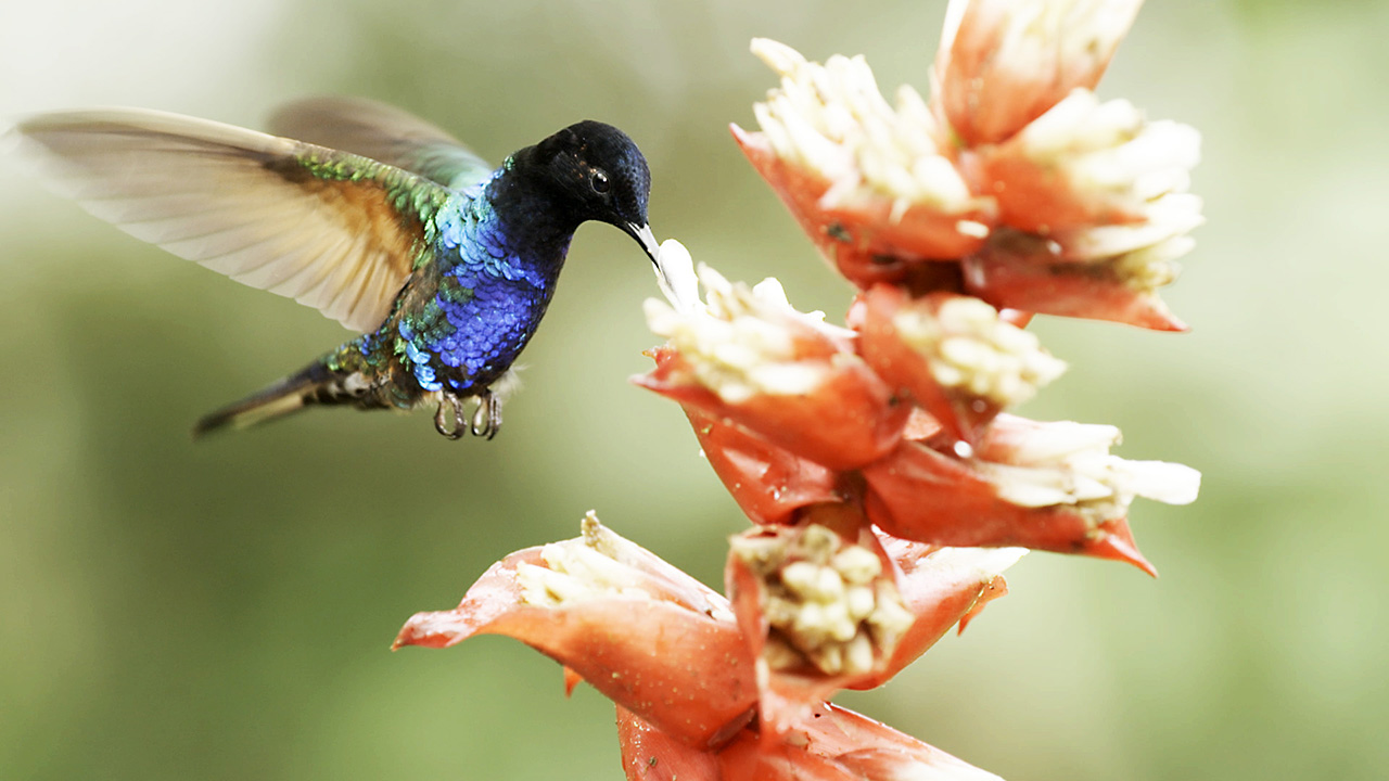 Nature: Super Hummingbirds