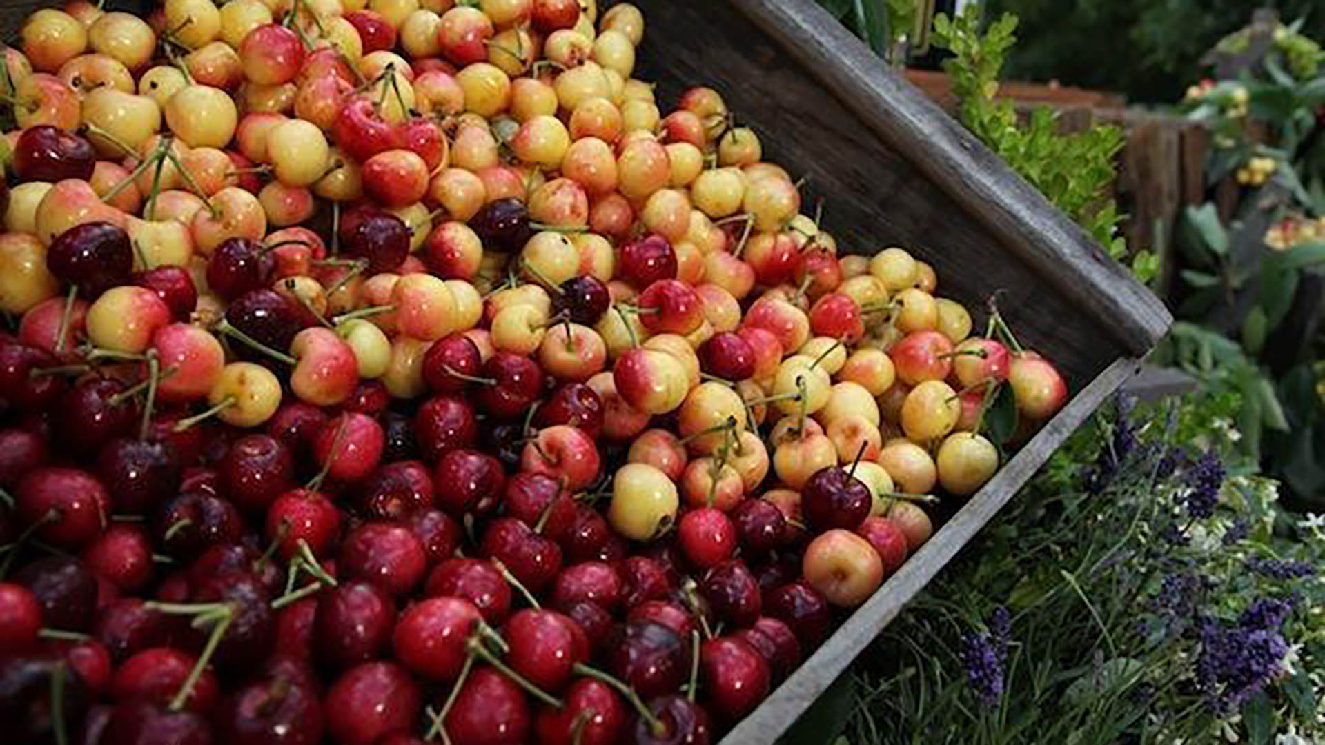 Fresh Cherry Recipies