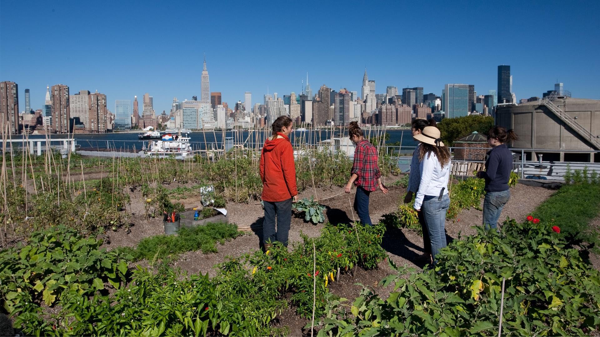 Urban Farming