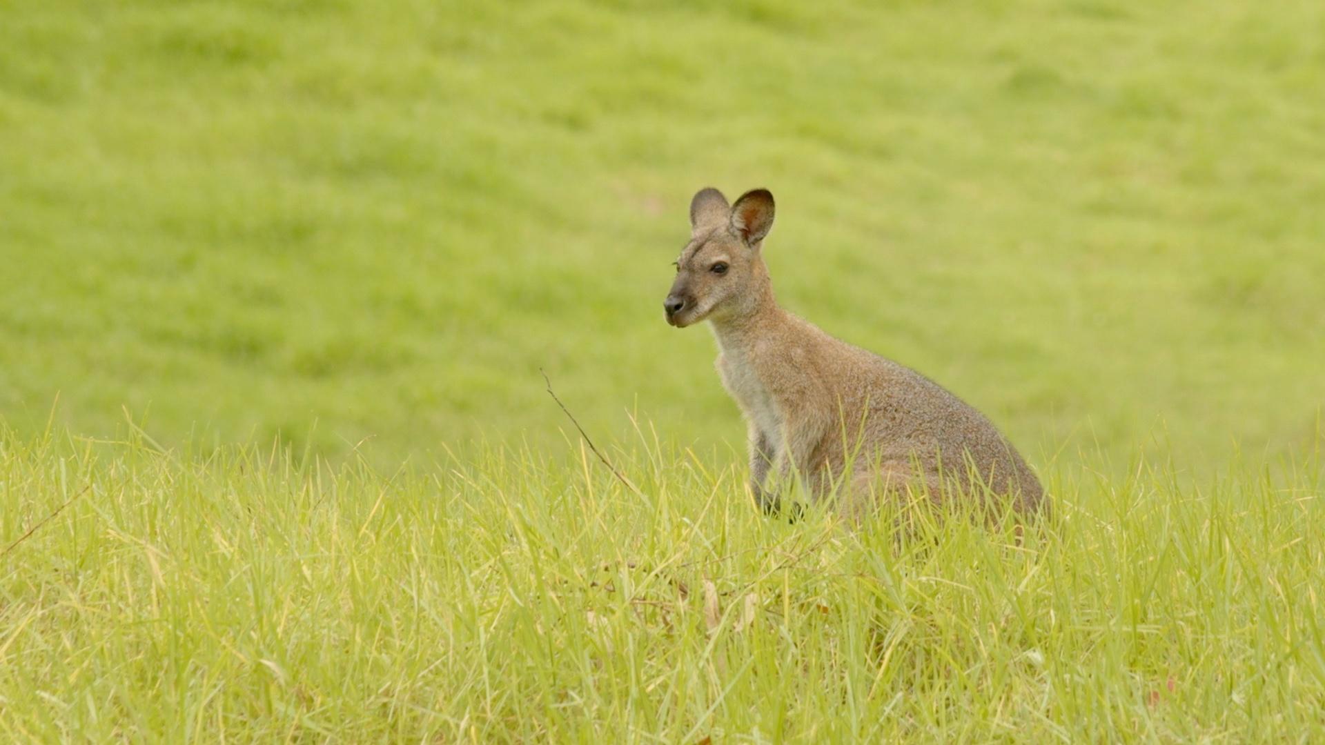 A kangaroo stops and waits in the middle of a bright, grassy field.