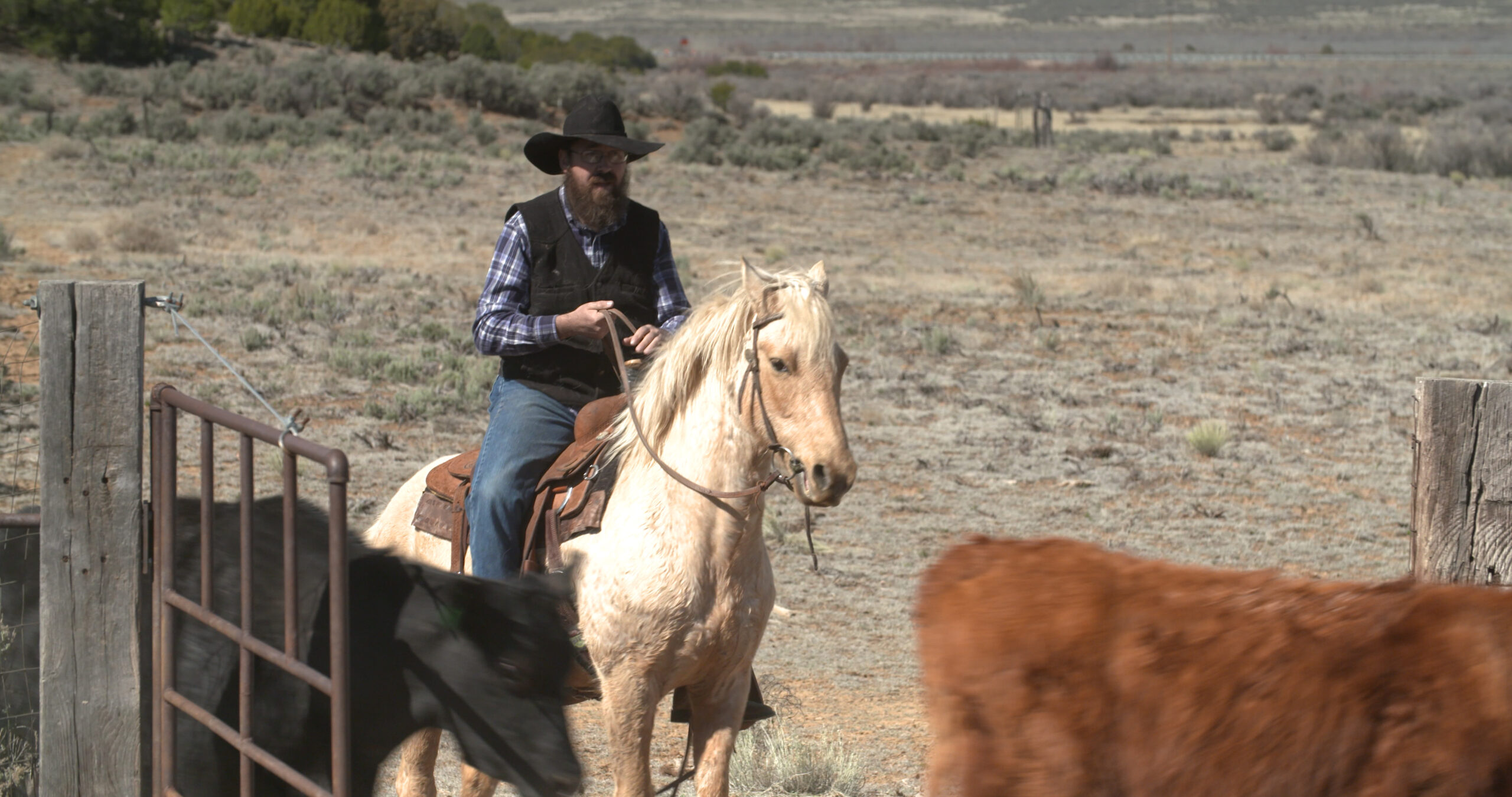 A man sitting on horseback near cattle.