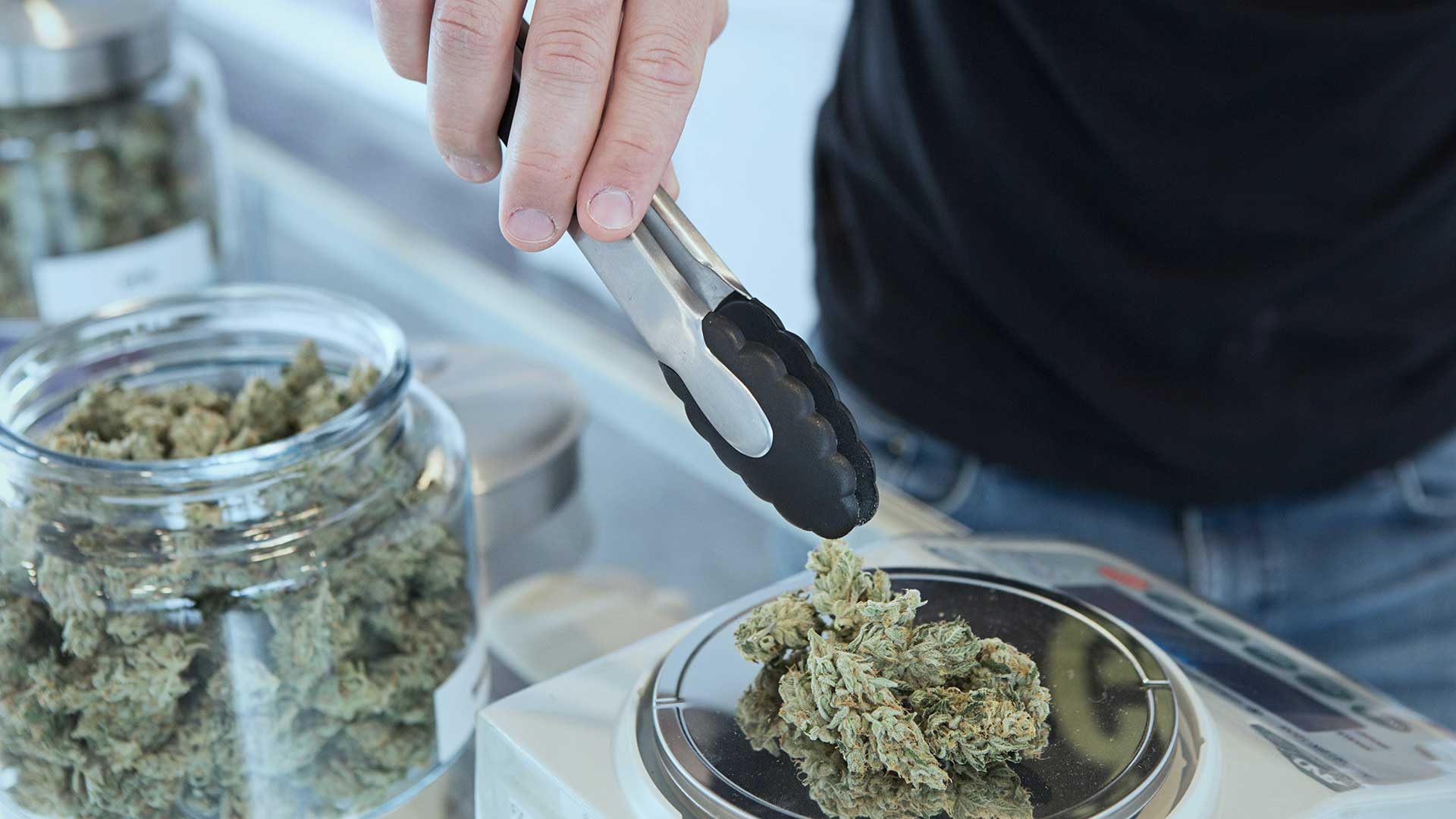 A hand holds small tongs to handle cannabis flower.