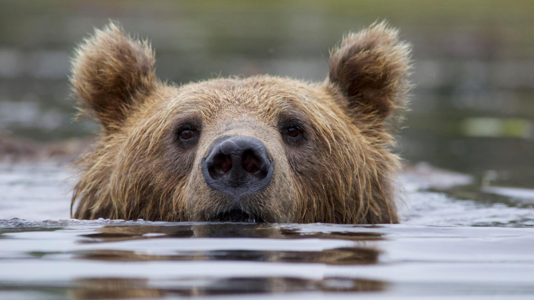 A brown bear pokes their head out from underwater.