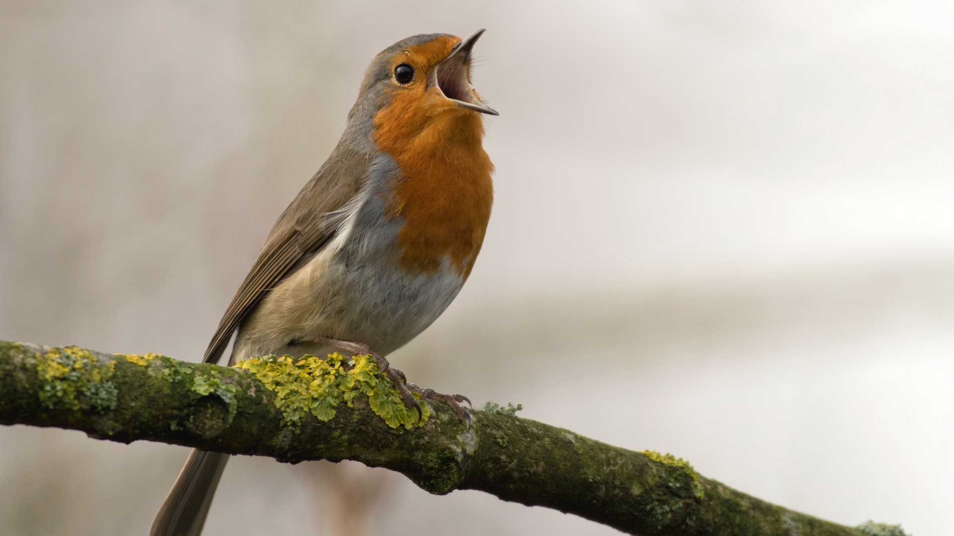 A small orange robin chirps on the branch of a tree.